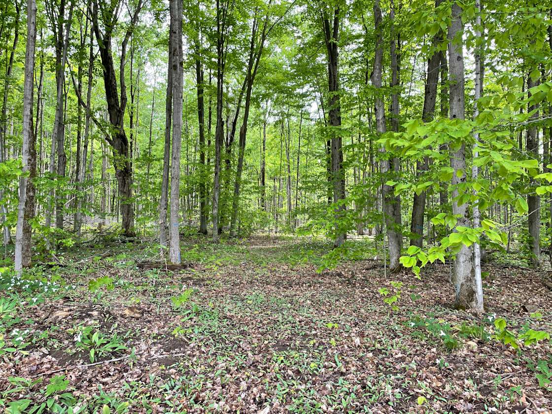 Playful Maple Forest Hipcamp in Ramara, Ontario