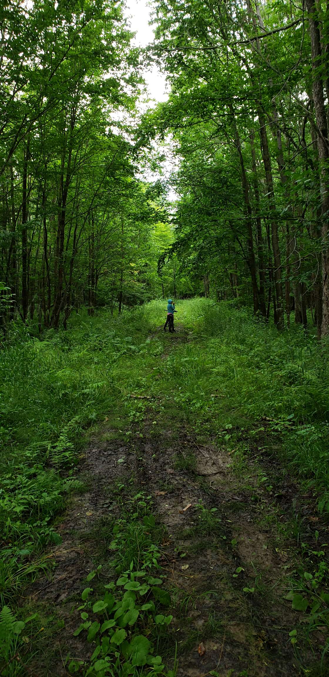 Dillon Woods Hipcamp in Carling, Ontario