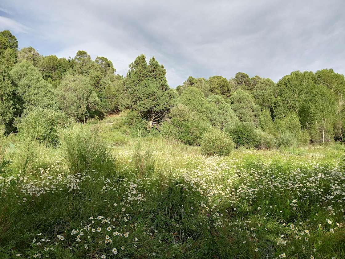 Happy Ass farm Hipcamp in Peñasco, New Mexico