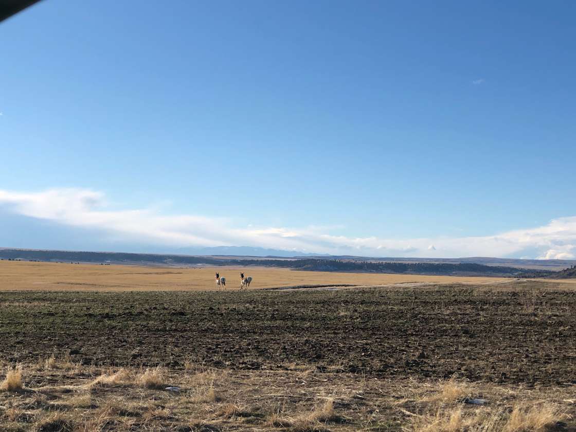 Taylor Ranch Hipcamp in Park City, Montana