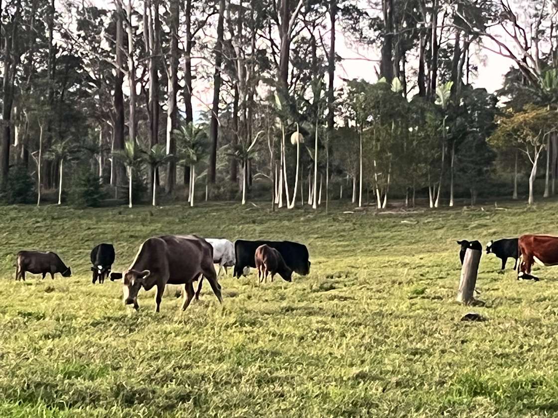 Millicent Farm Hipcamp in North Macksville, New South Wales