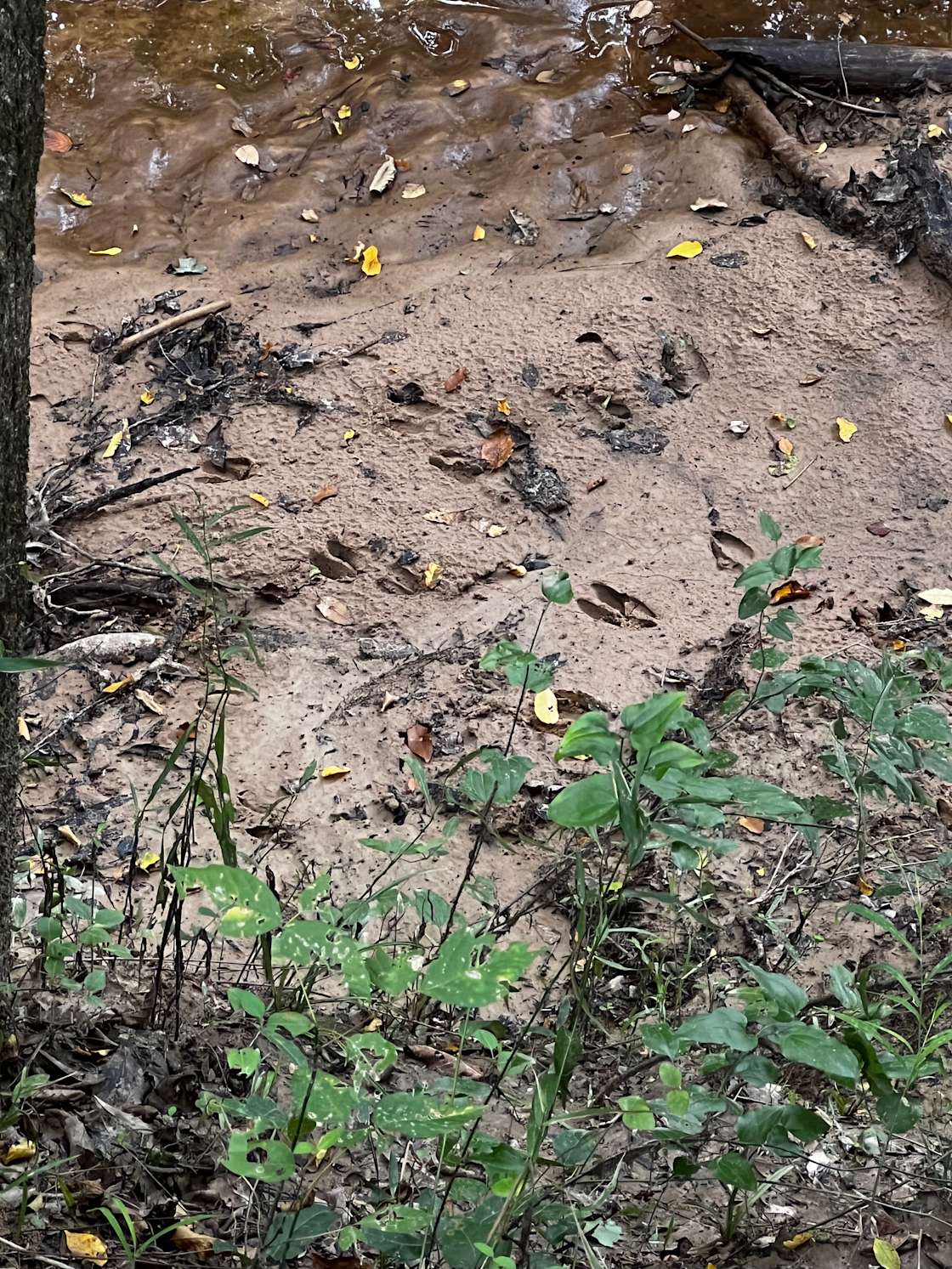 Camp Quapaw Hipcamp in Scottsville, Texas