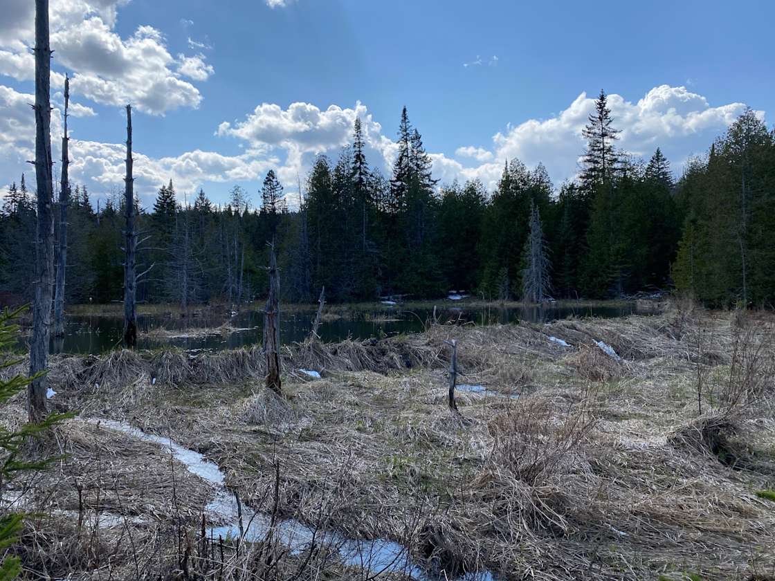 Beach Hill Meadow Hipcamp in West Glover, Vermont