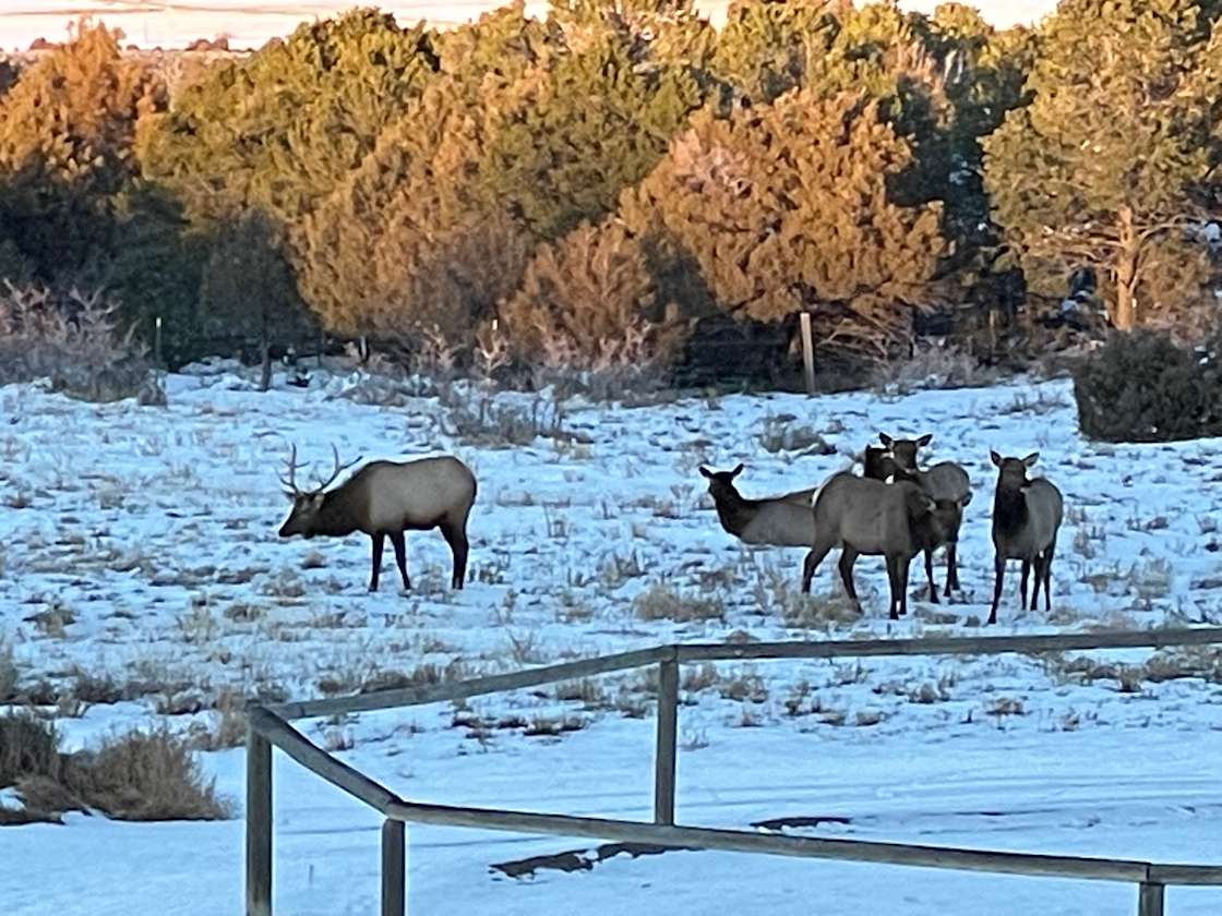 Giggling Goat Farm - Hipcamp In Norwood, Colorado