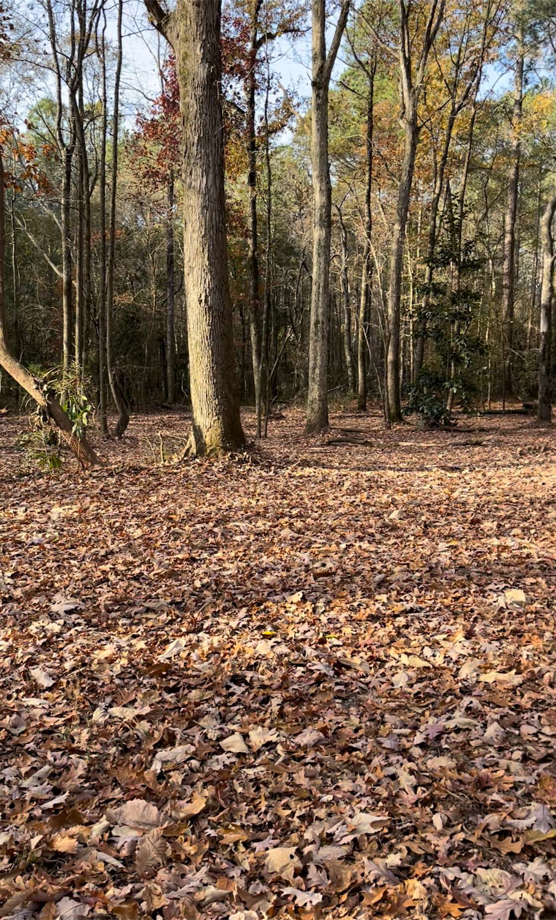 Harts Hidden gem Hipcamp in Snow Hill, North Carolina