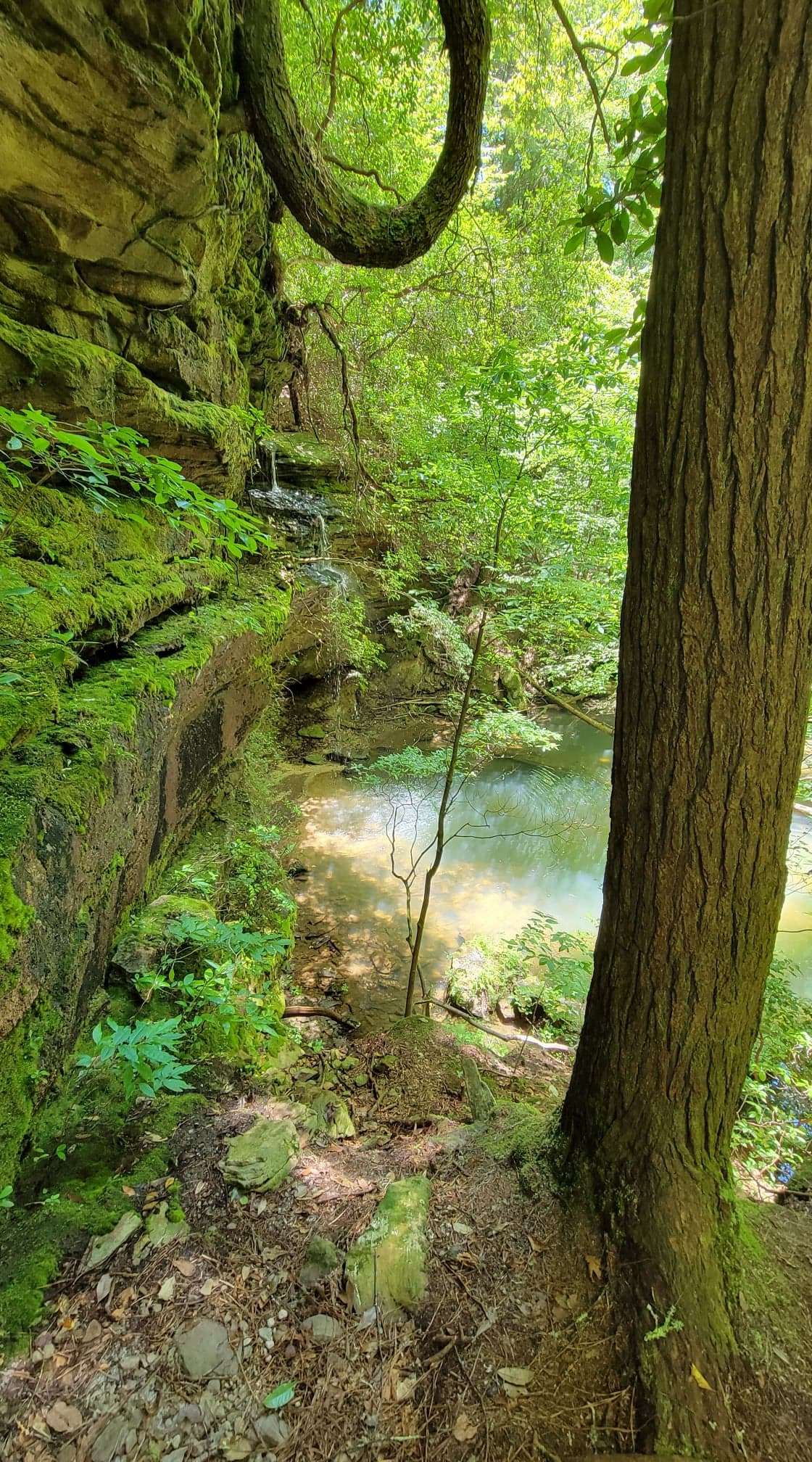 Sipsey Creek Farm Hipcamp in Double Springs, Alabama