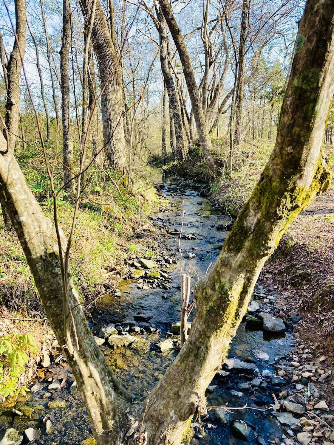 Private 14 acre Creekside Cabin Hipcamp in Quitman, Arkansas