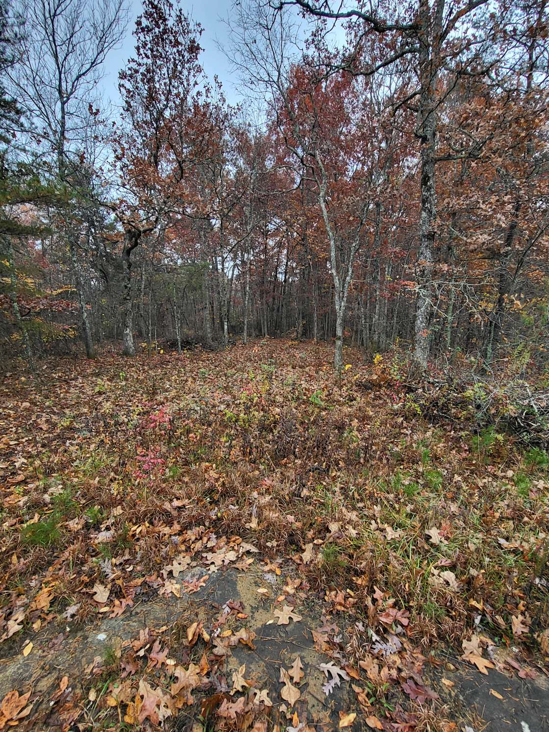 Slyfox Primitive Tenting & VENUE Hipcamp in Altamont, Tennessee