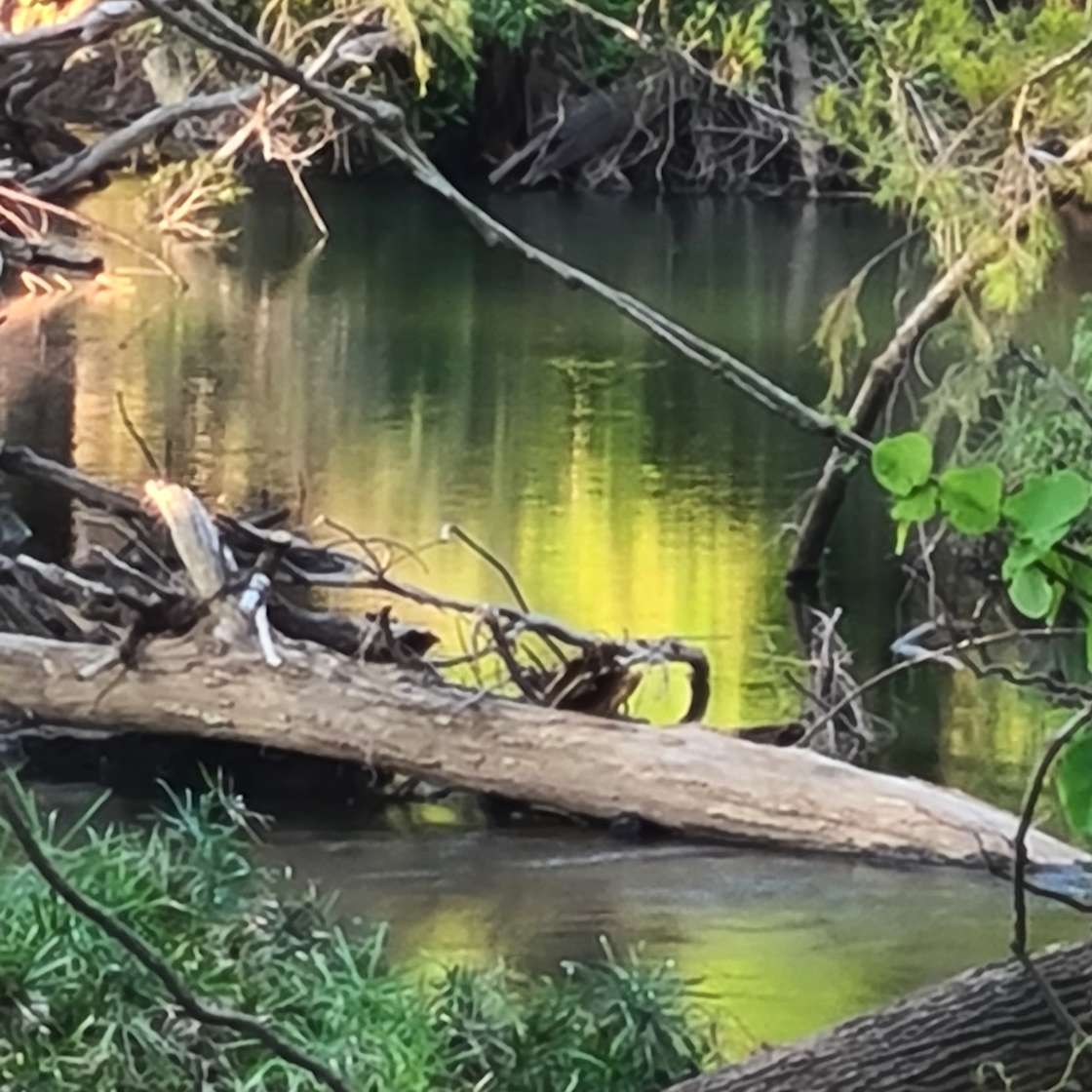 Hidden Gem Hipcamp in Pie Creek, Queensland