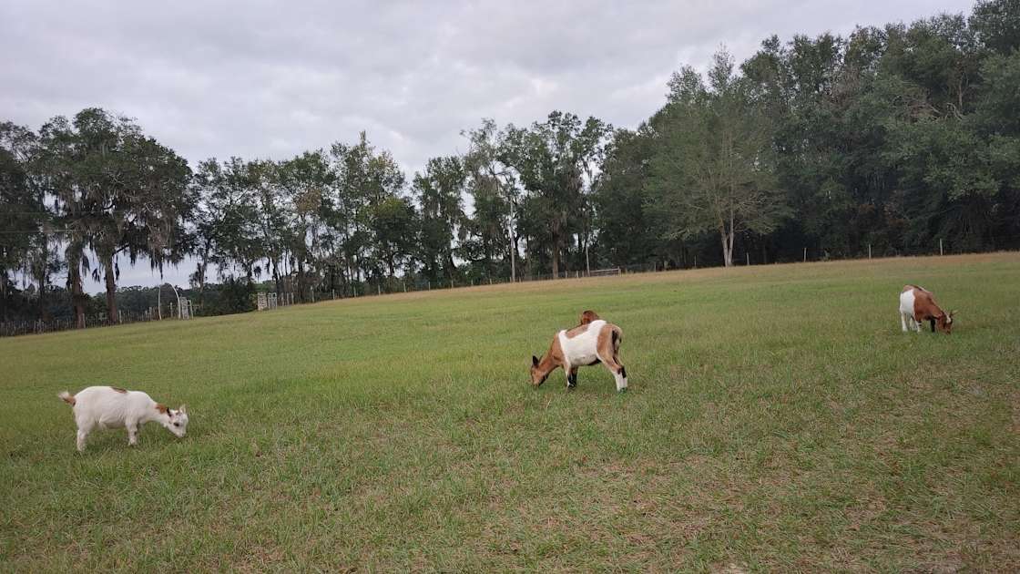 Quad Palms Ranch Hipcamp in Reddick, Florida
