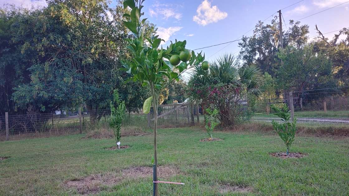 Quad Palms Ranch Hipcamp in Reddick, Florida