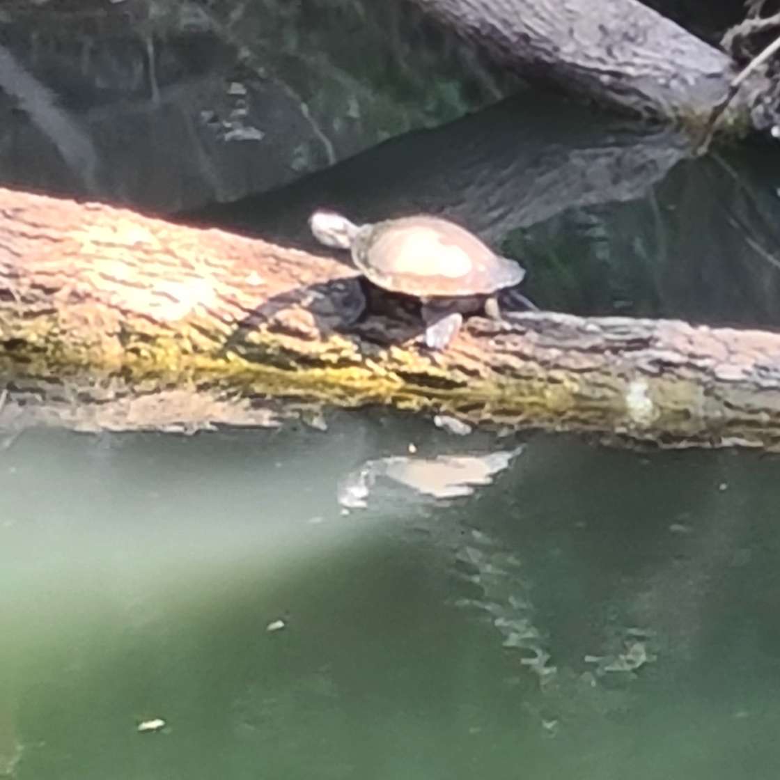 Hidden Gem Hipcamp in Pie Creek, Queensland