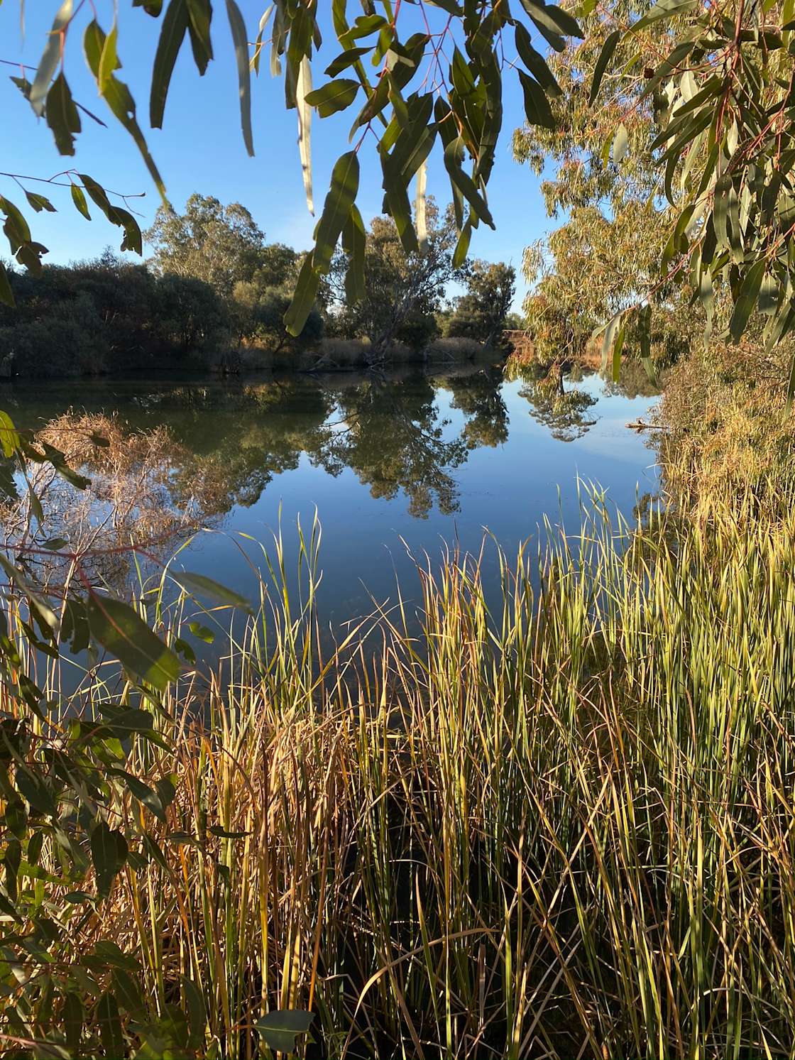 Loddon River Park - Hipcamp in Bendigo, Victoria