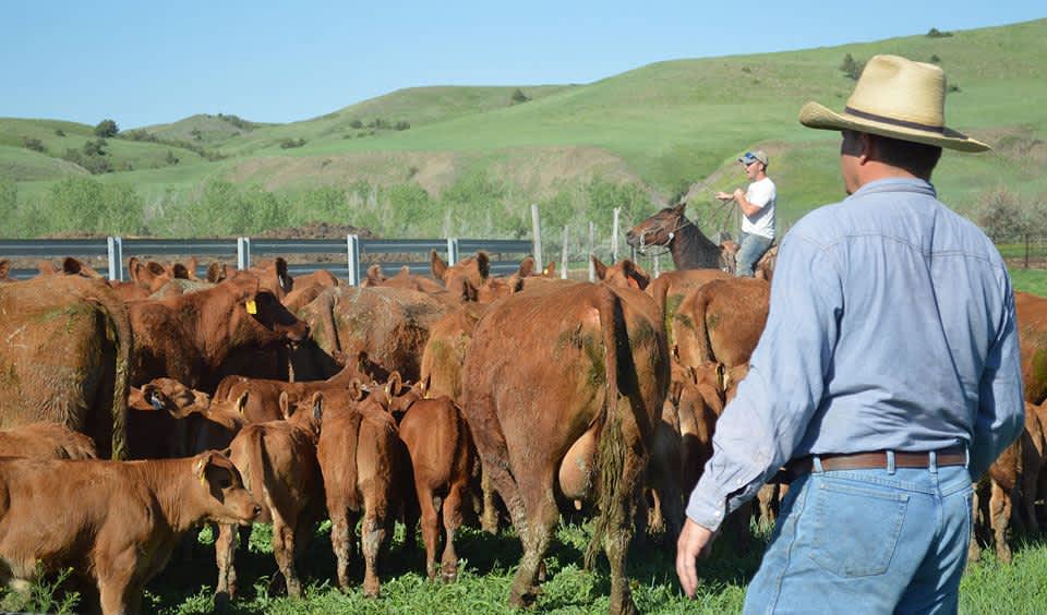 Home Ranch Hipcamp in Wasta, South Dakota