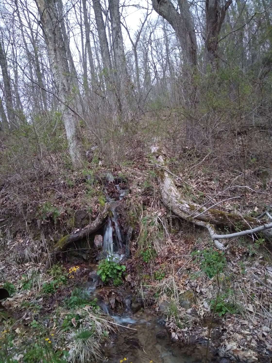 Buckhorn Mountain Hipcamp in Bastian, Virginia