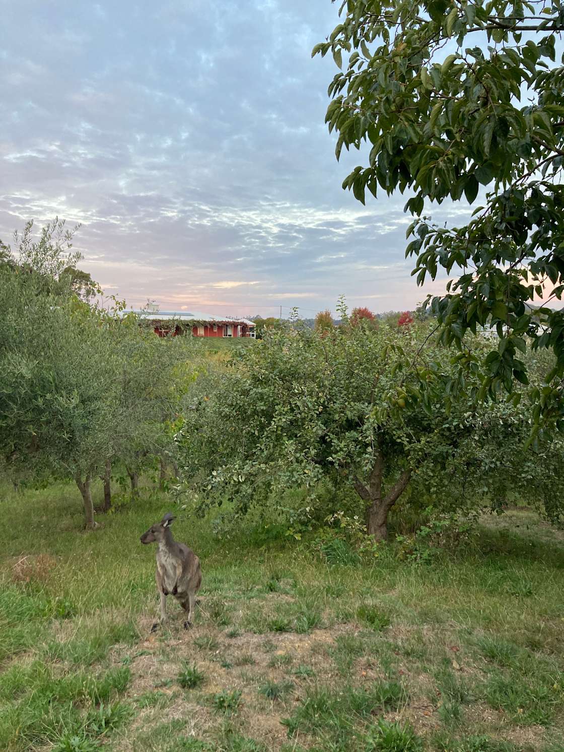 Potters Hill Farm Hipcamp in Uraidla Summertown, South Australia