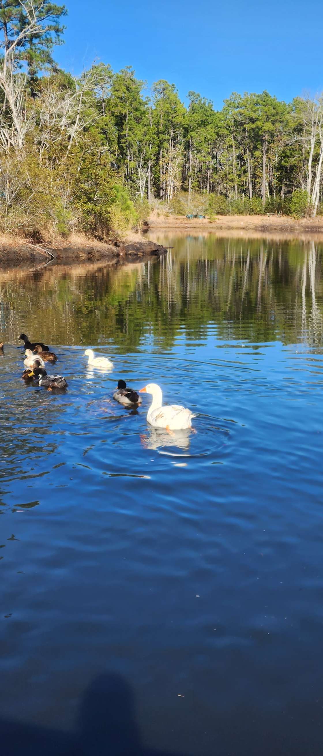 Black Barn Farm Hipcamp in Newport, North Carolina