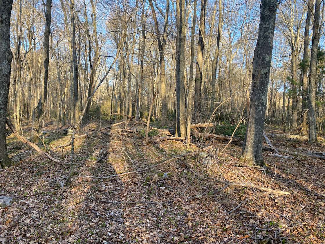 Chestnut Hill Vineyard Hipcamp in Hopkinton, Rhode Island