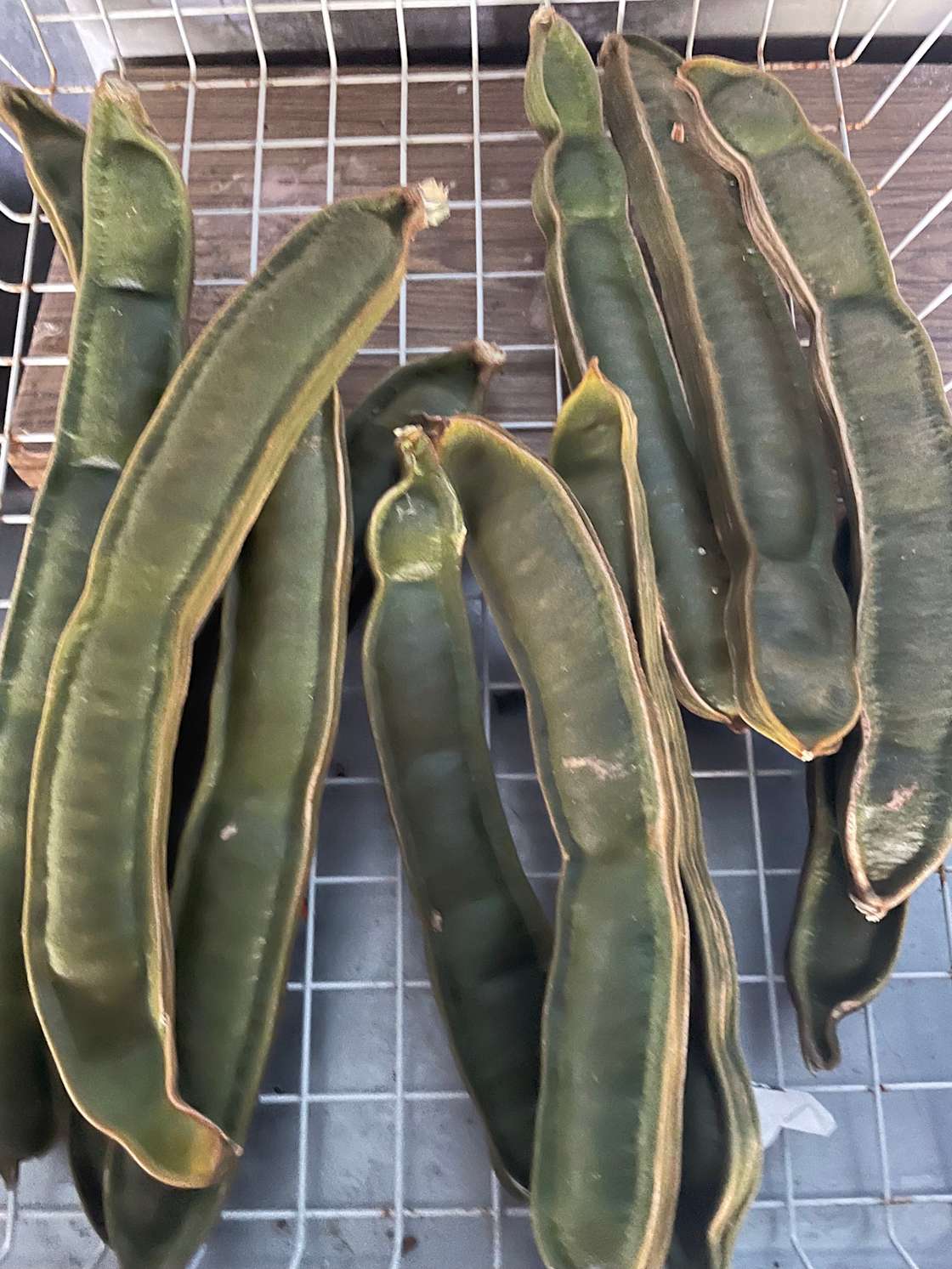 The ice cream bean fruit camp Hipcamp in Old Town, Florida