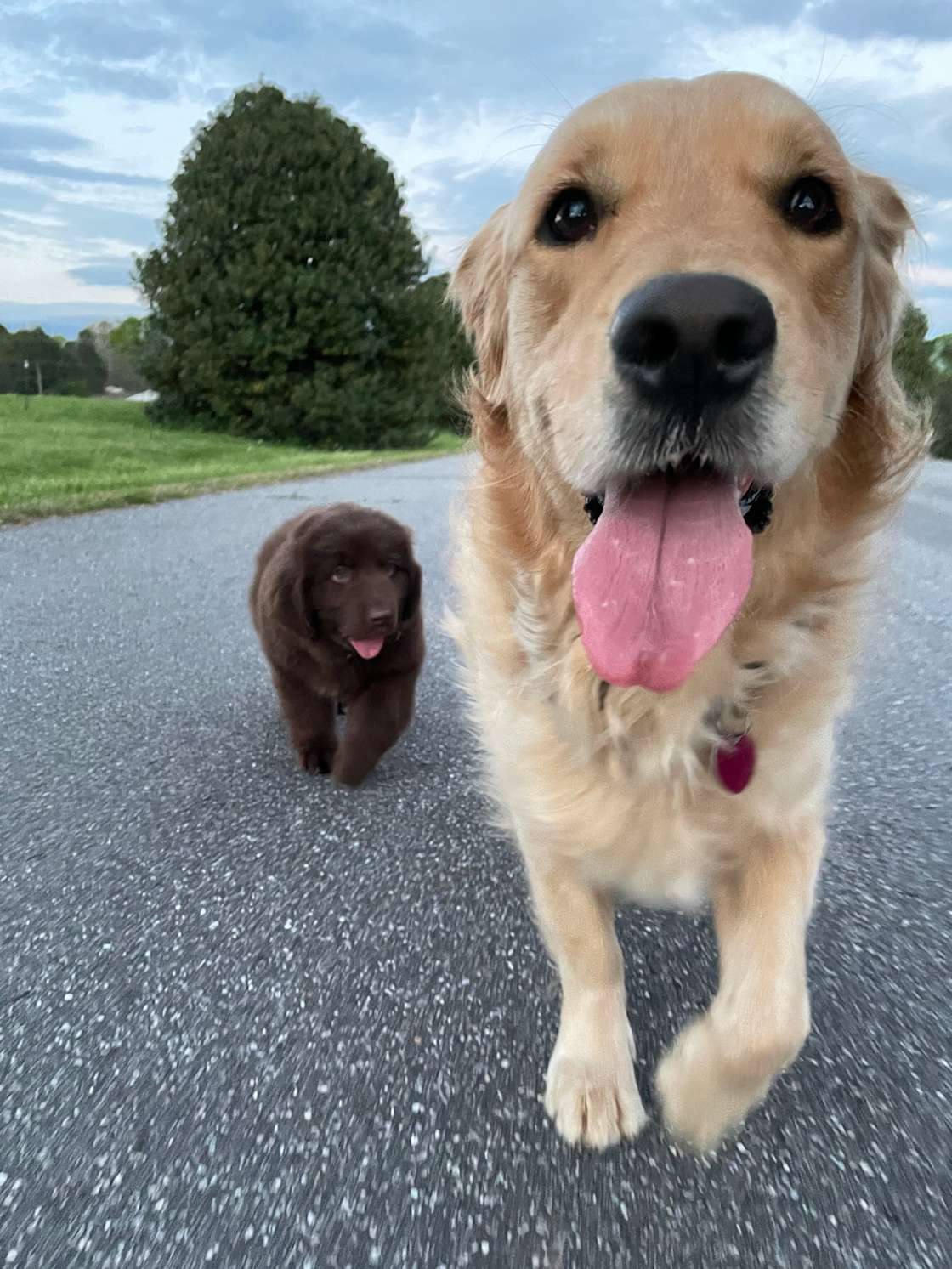 South Fork Farm Hipcamp in Patrick Springs, Virginia