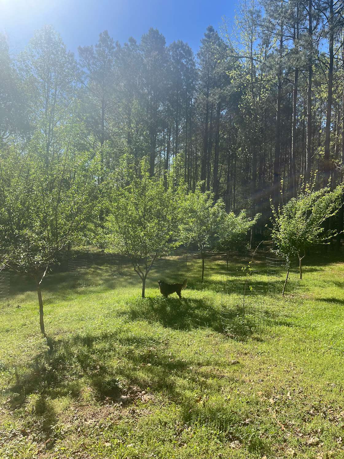 Norman Farms Hipcamp in Richburg, South Carolina
