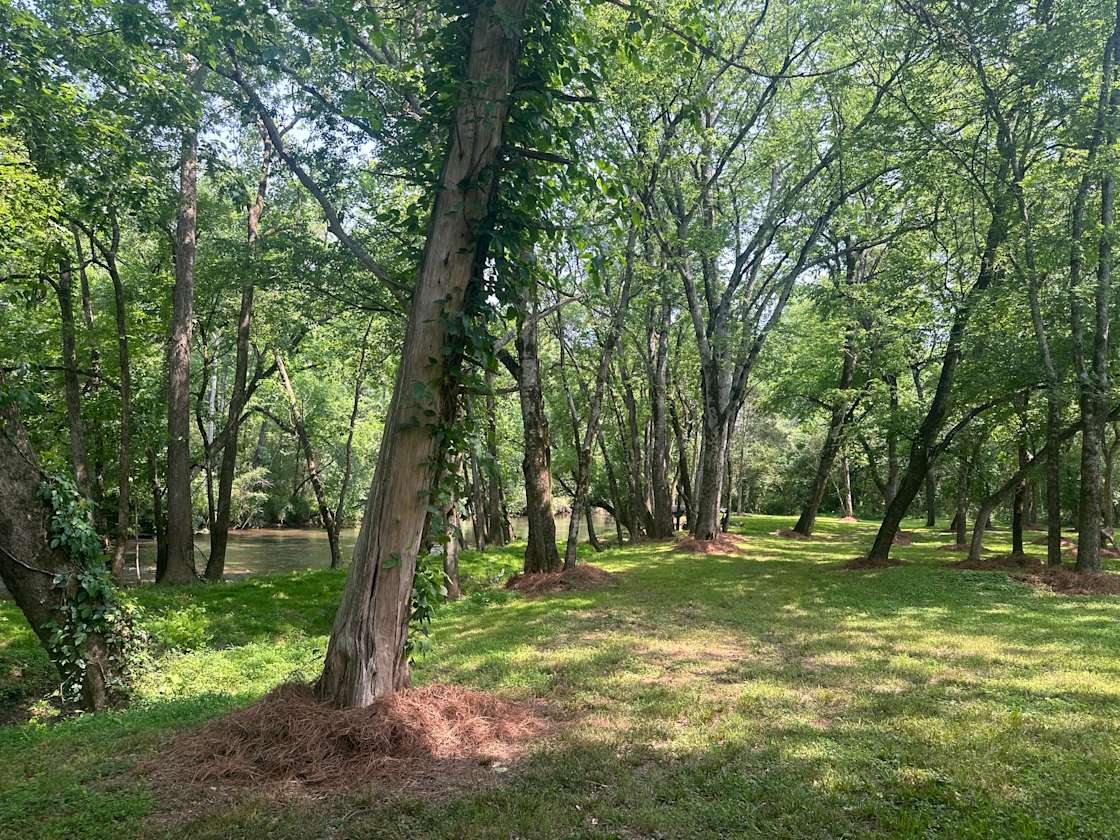 Firefly on Big Cedar Hipcamp in Cave Spring,