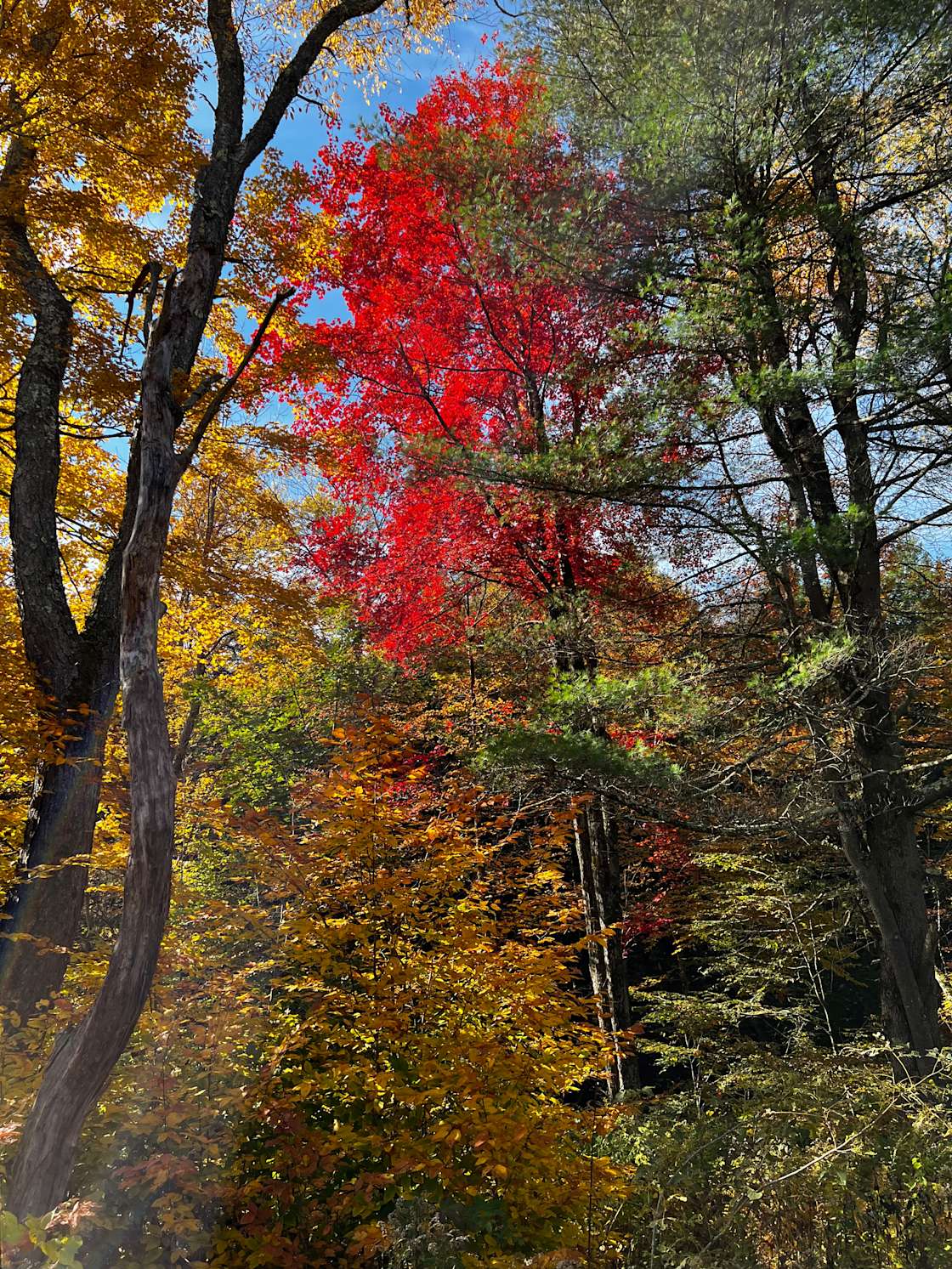 Harvey’s Place Creekside Hipcamp in Austerlitz, New York