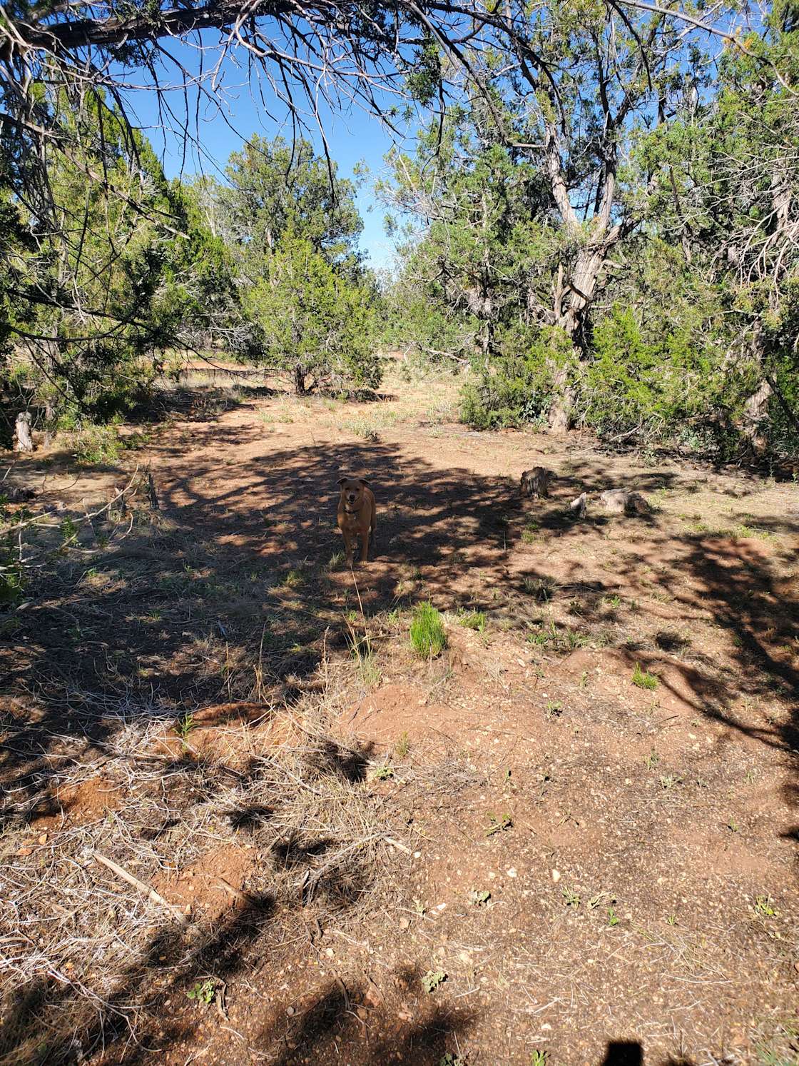 B-Rad Ranch - Hipcamp in Seligman, Arizona