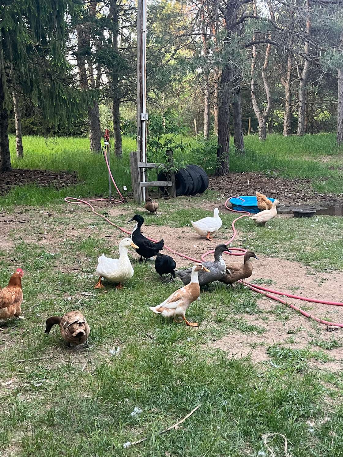 Brown Family Farm Hipcamp in Lake Ann, Michigan