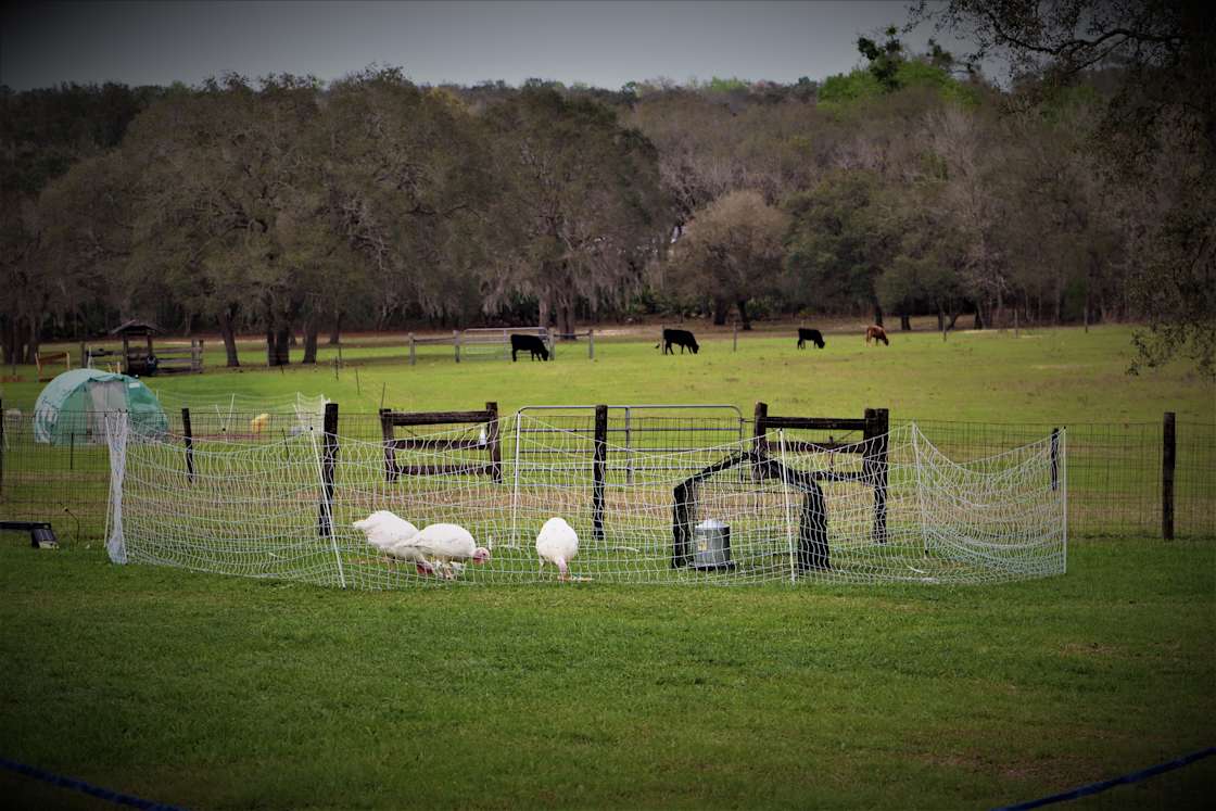 Lecanto Pastured Poultry Hipcamp in Lecanto, Florida