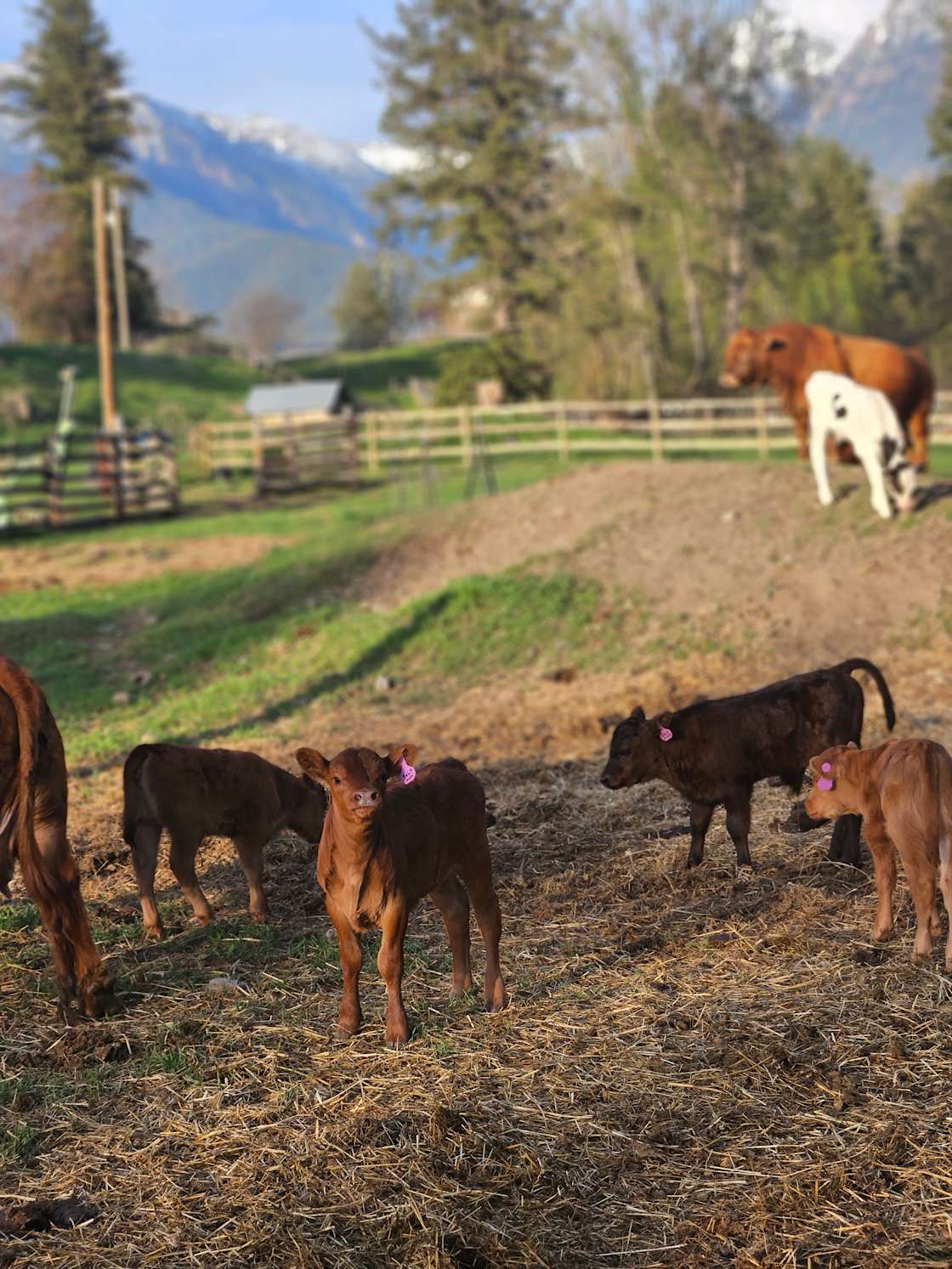 Mission Falls Ranch Hipcamp in St Ignatius, Montana