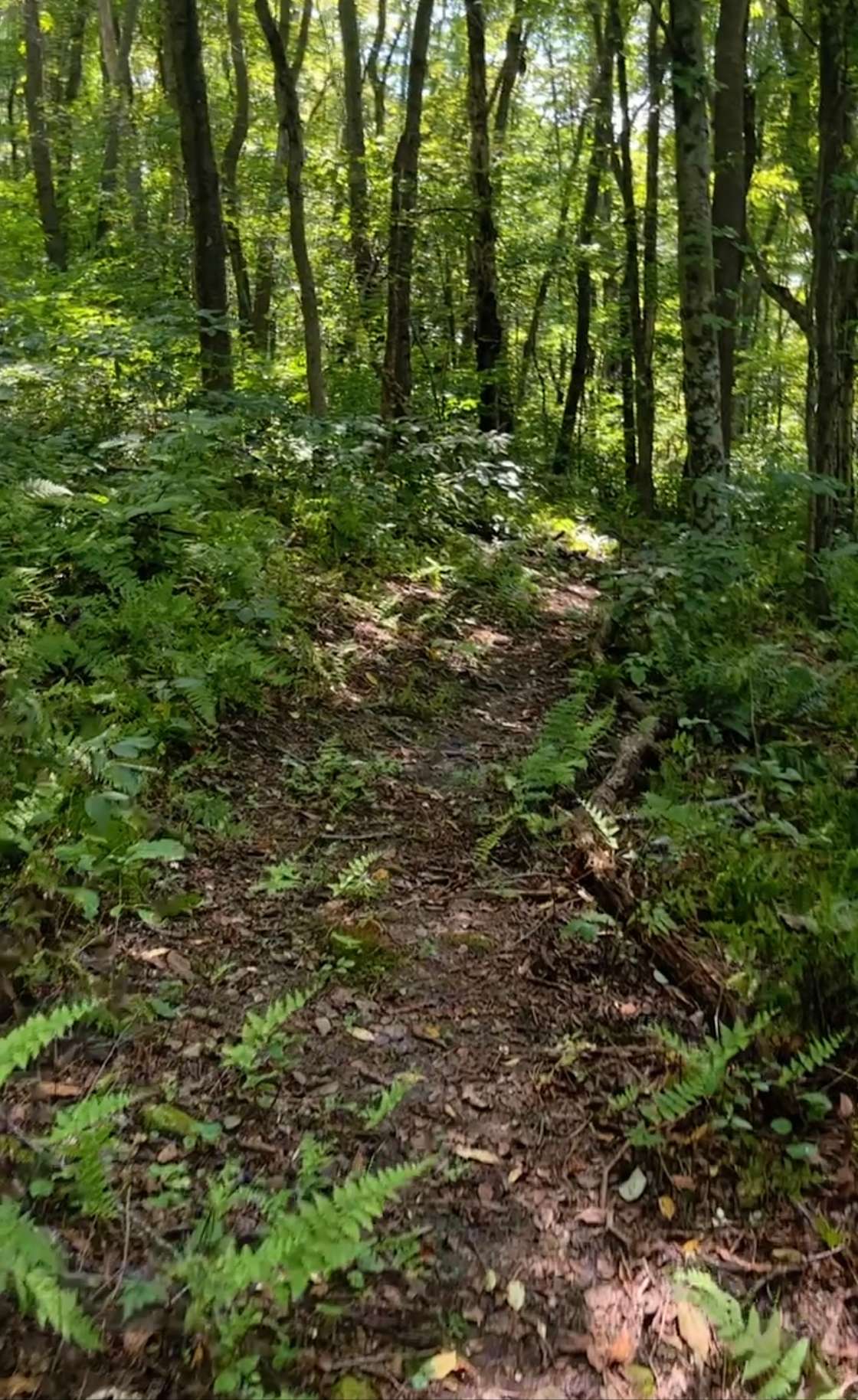 Sterling Lake - Hipcamp in Smock, Pennsylvania