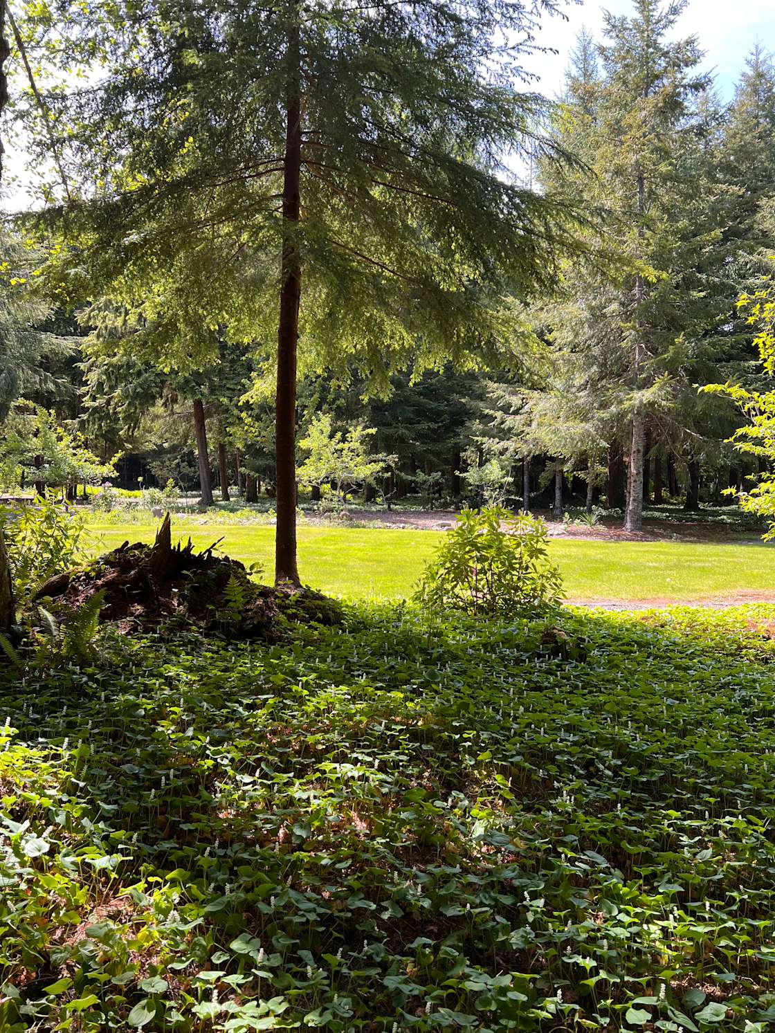 Olson’s Campsite Hipcamp in Forks, Washington