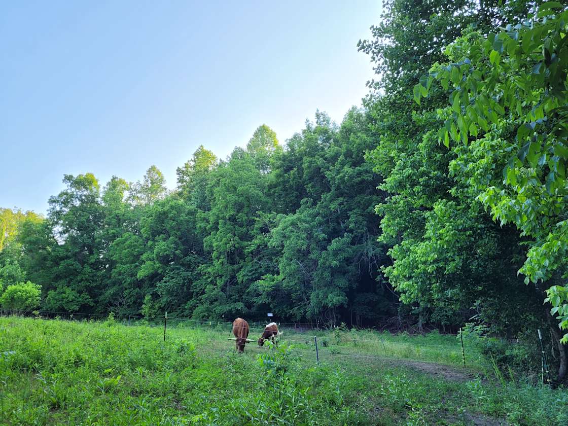 The Farmers Forest Hipcamp in Plainview, Tennessee