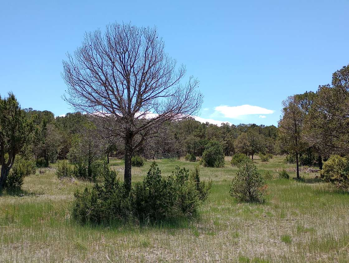 Padilla Ranch Hipcamp in Tajique, New Mexico