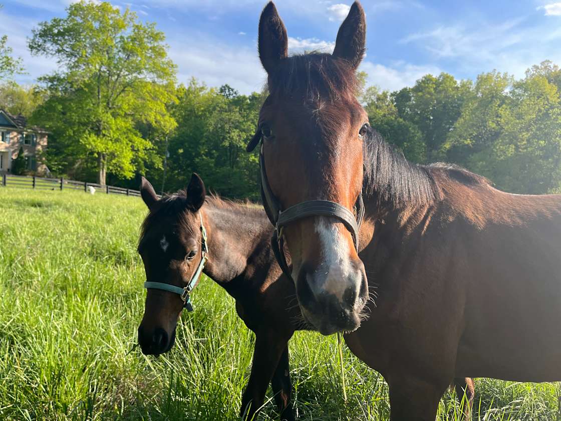 Blackberry Farm Hipcamp in Louisville, Kentucky