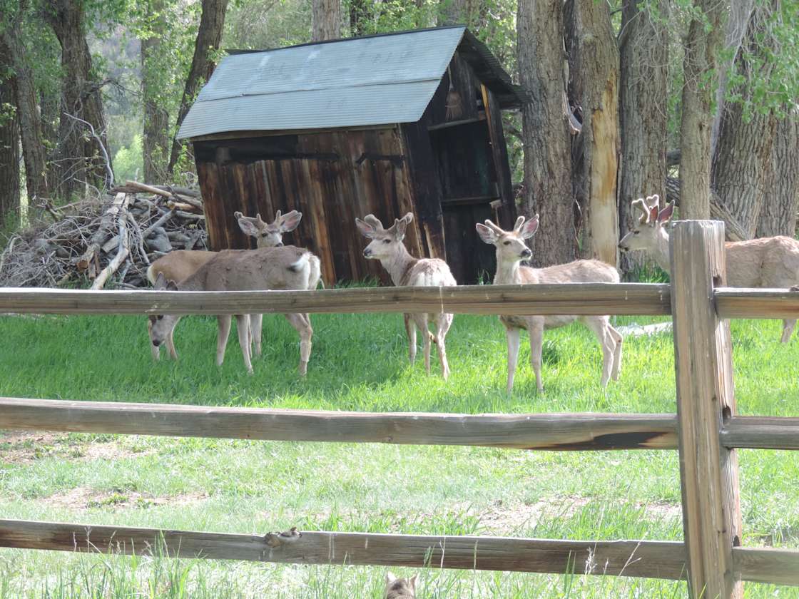 Frenchman's Creek Ranch Hipcamp in Buena Vista, Colorado