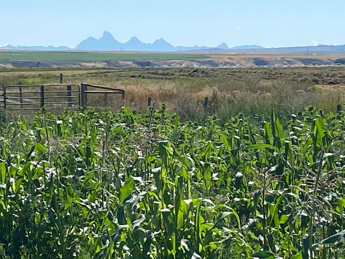 Roots and Grow Farm Hipcamp in Newdale, Idaho