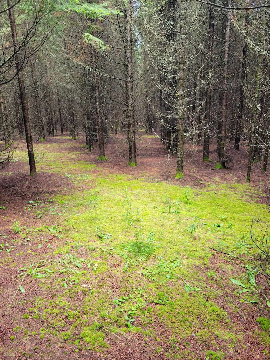 4everland Hipcamp in Dexter, Maine