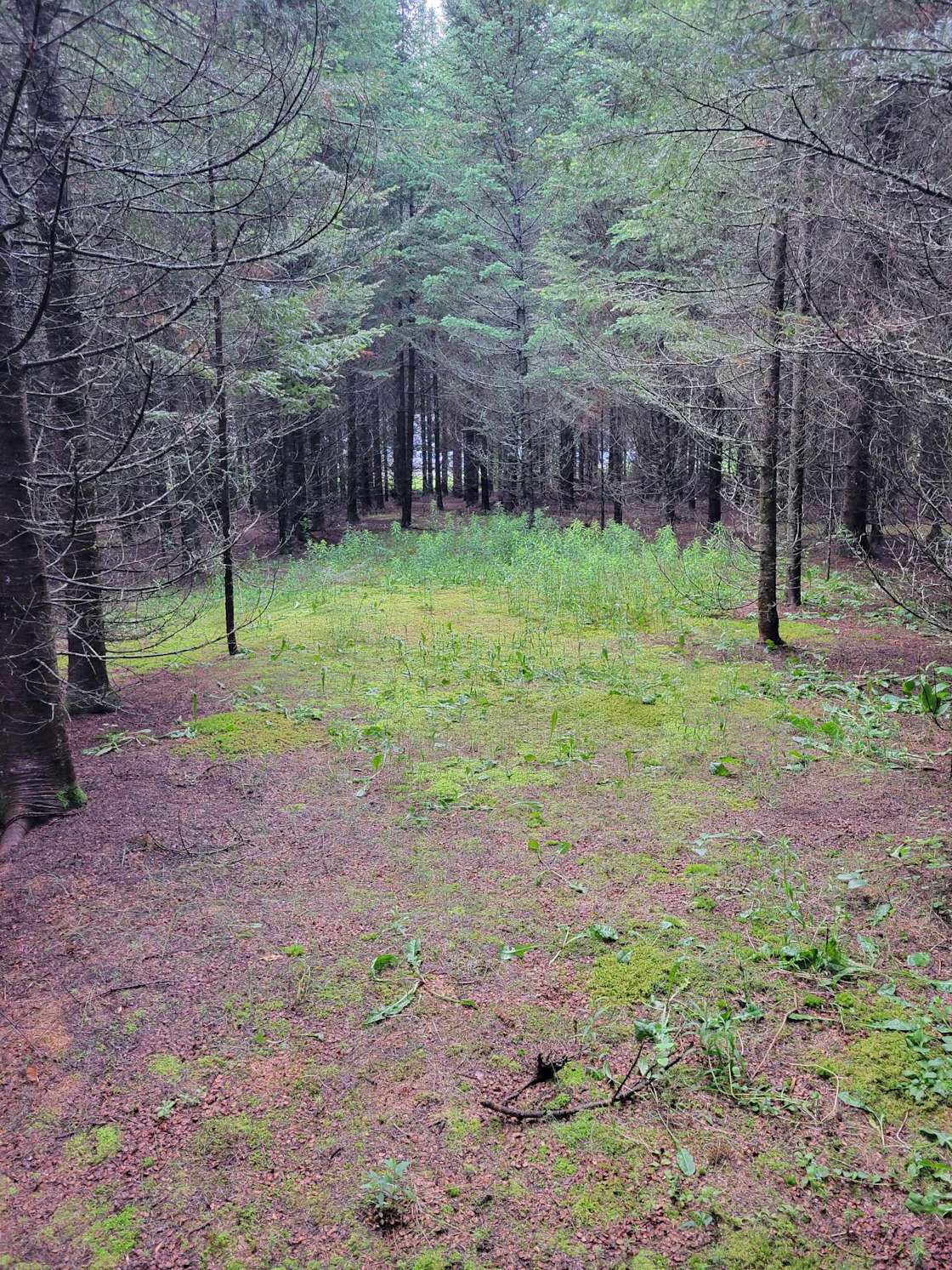 4everland Hipcamp in Dexter, Maine