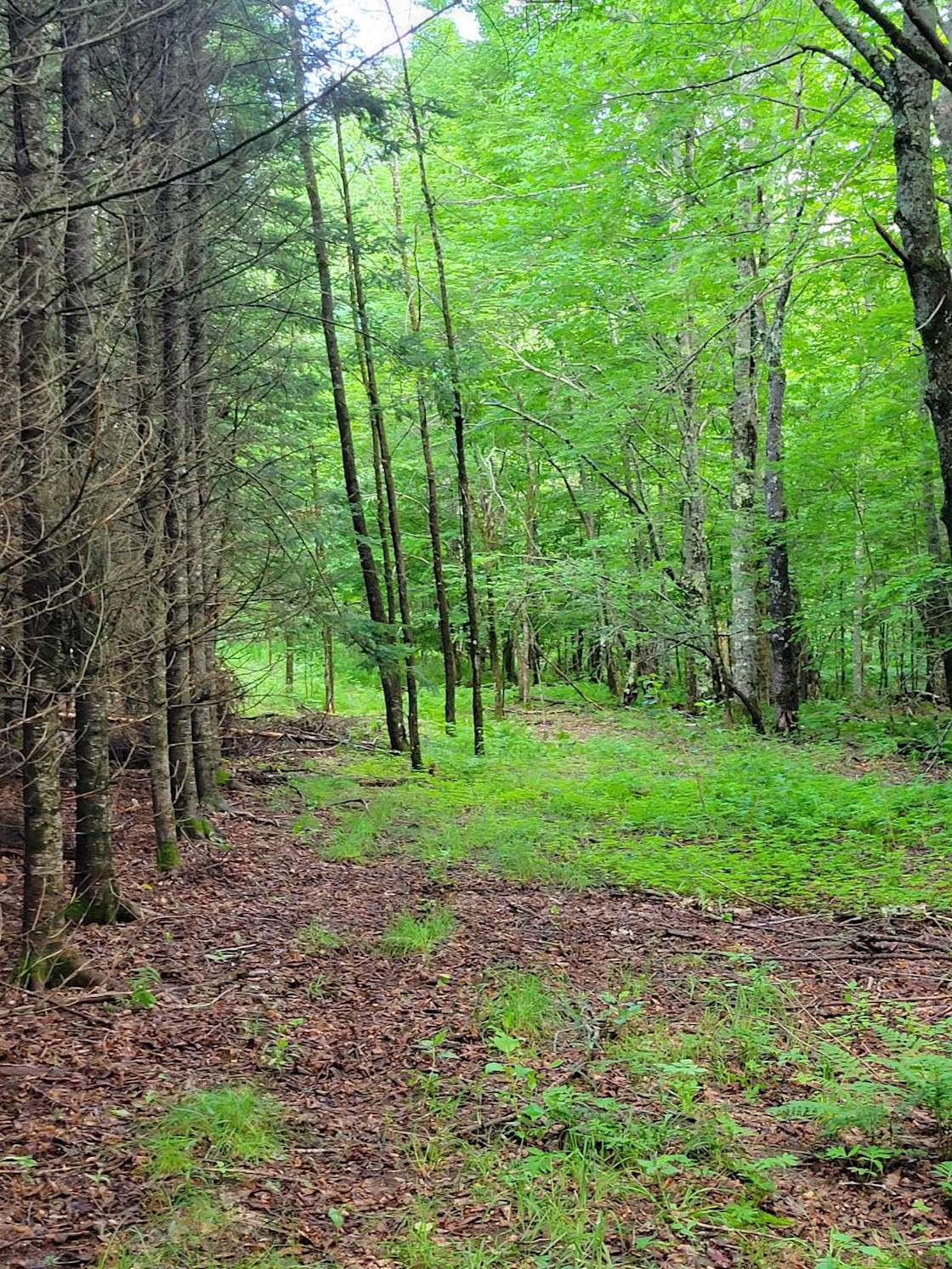 4everland Hipcamp in Dexter, Maine