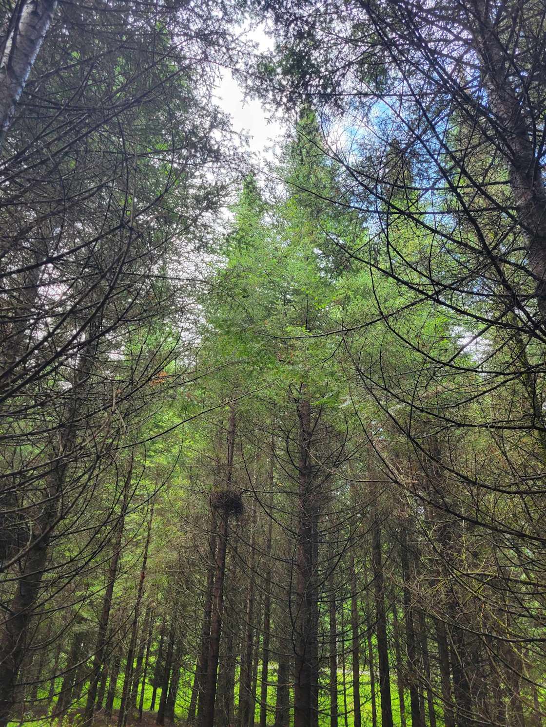 4everland Hipcamp in Dexter, Maine