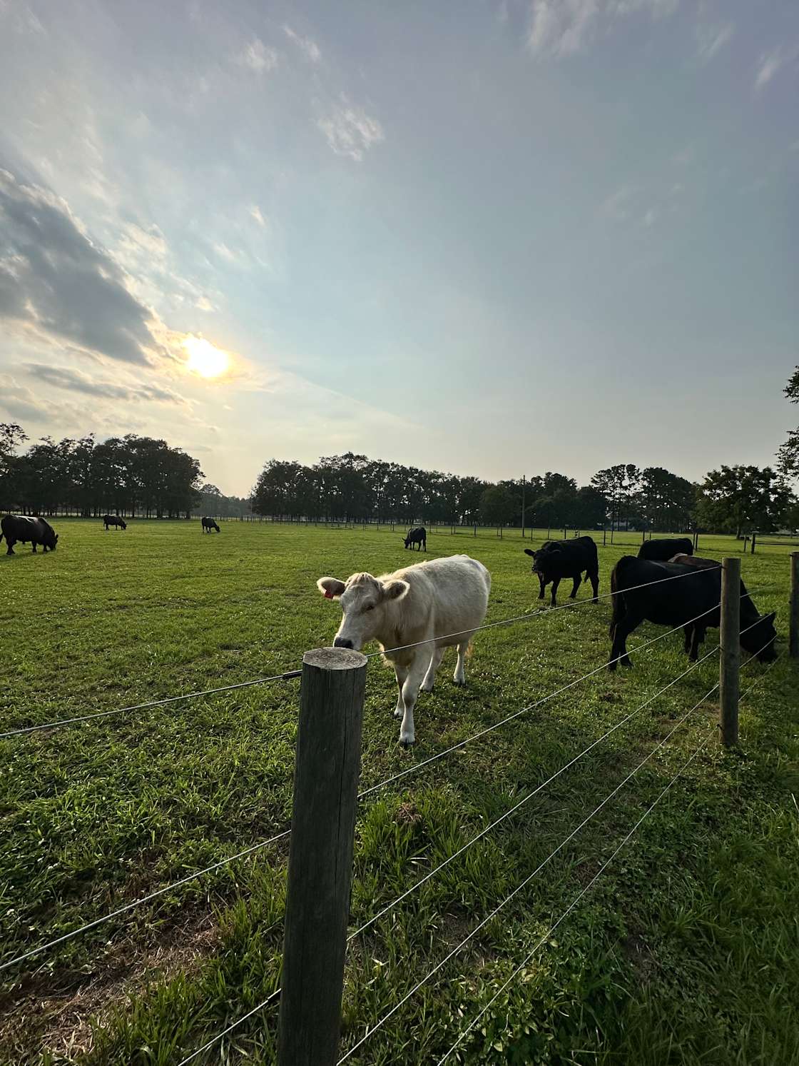 Promise Land Farm Hipcamp in La Crosse, Florida
