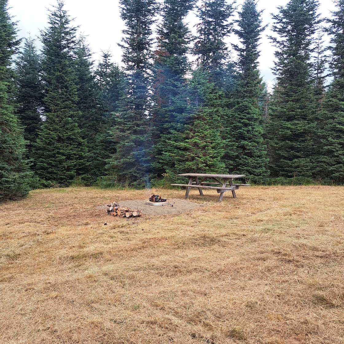 The Old Tree Farm Hipcamp in Mossyrock, Washington