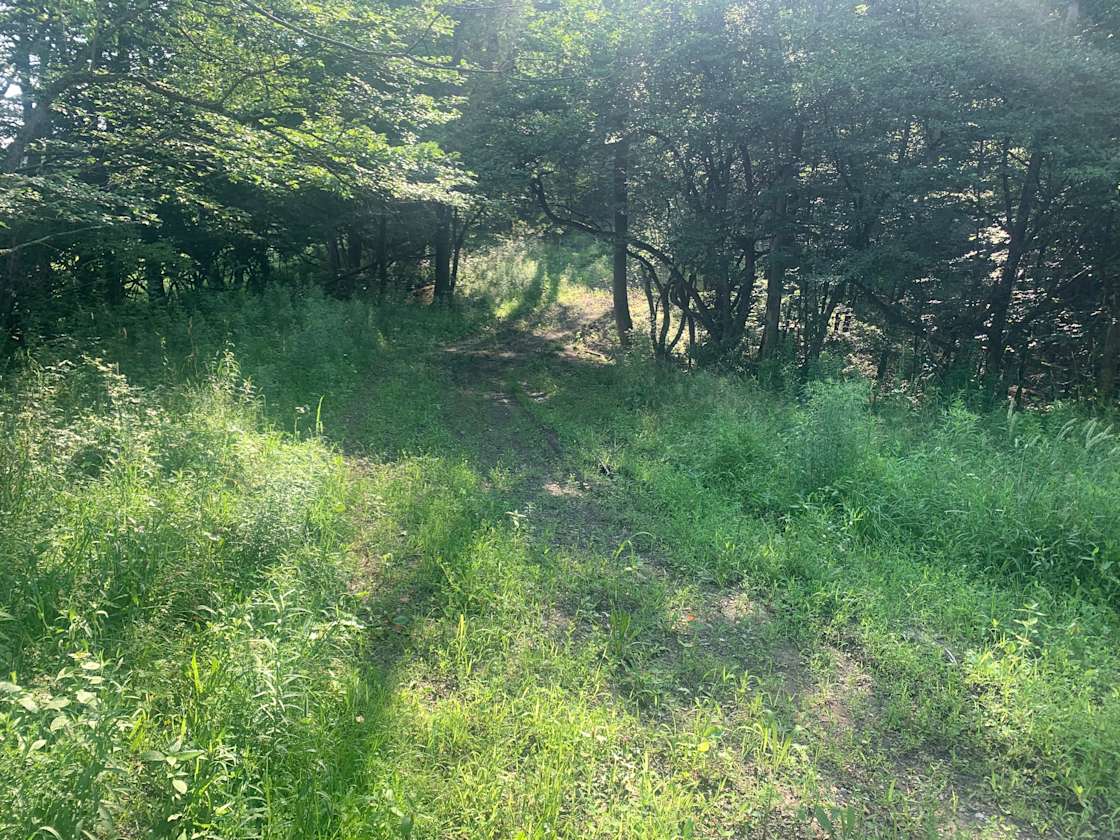 Hillside brook Hipcamp in Willet, New York