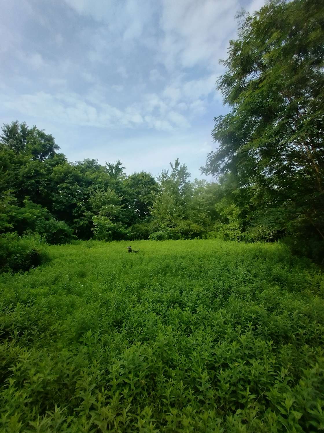 Cornflake Mountain Camping Hipcamp in South Dayton, New York