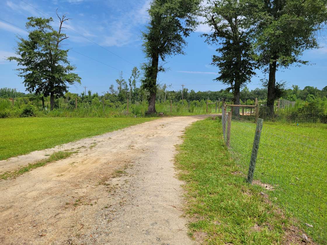 Sweet Blossom Alpaca Farm Hipcamp in Millen,