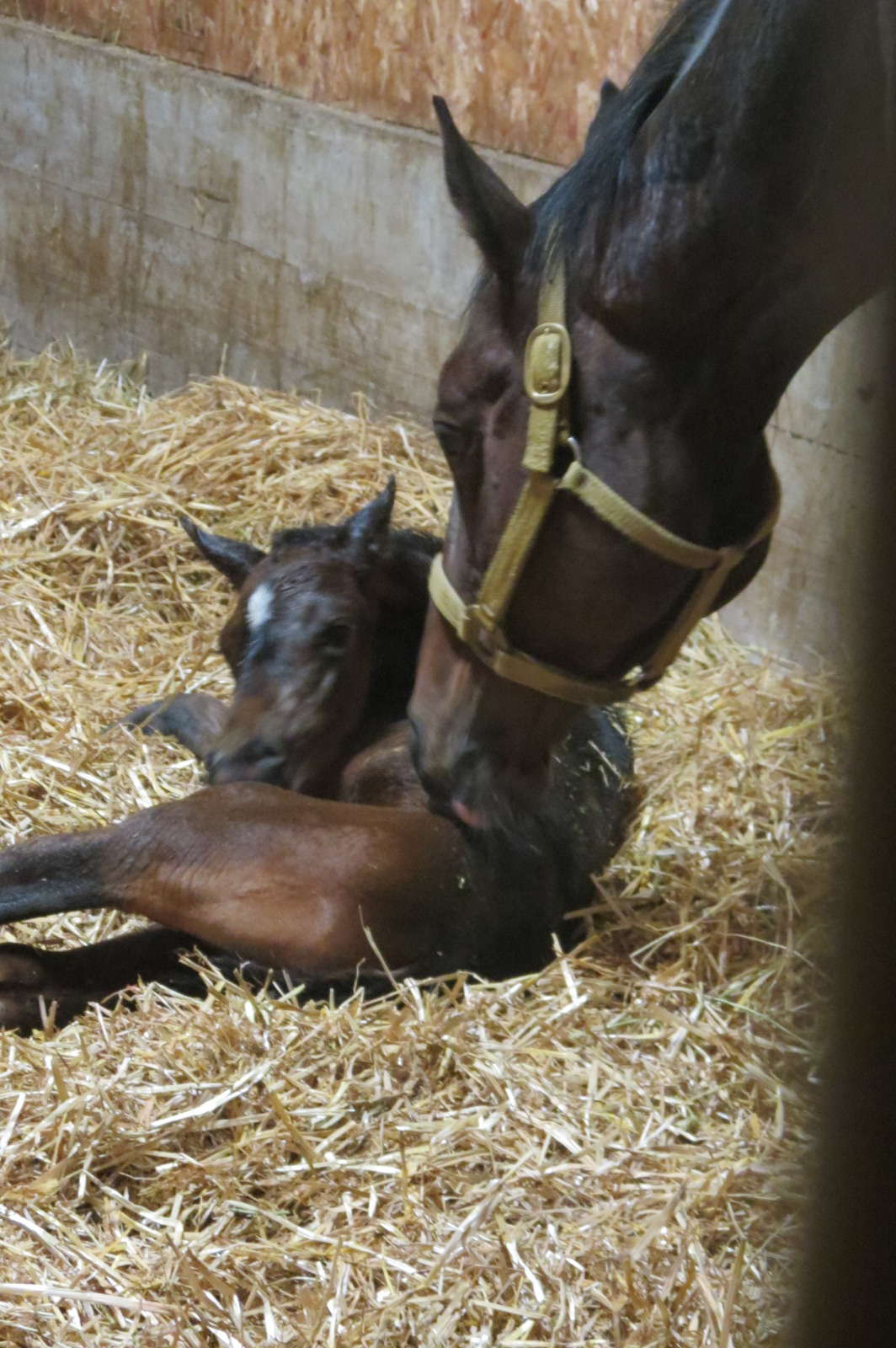 Lake Labish Farm Hipcamp in Keizer, Oregon