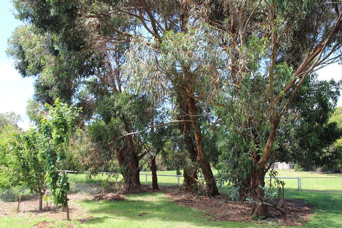 Illowa Park near Warrnambool Hipcamp in Illowa, Victoria