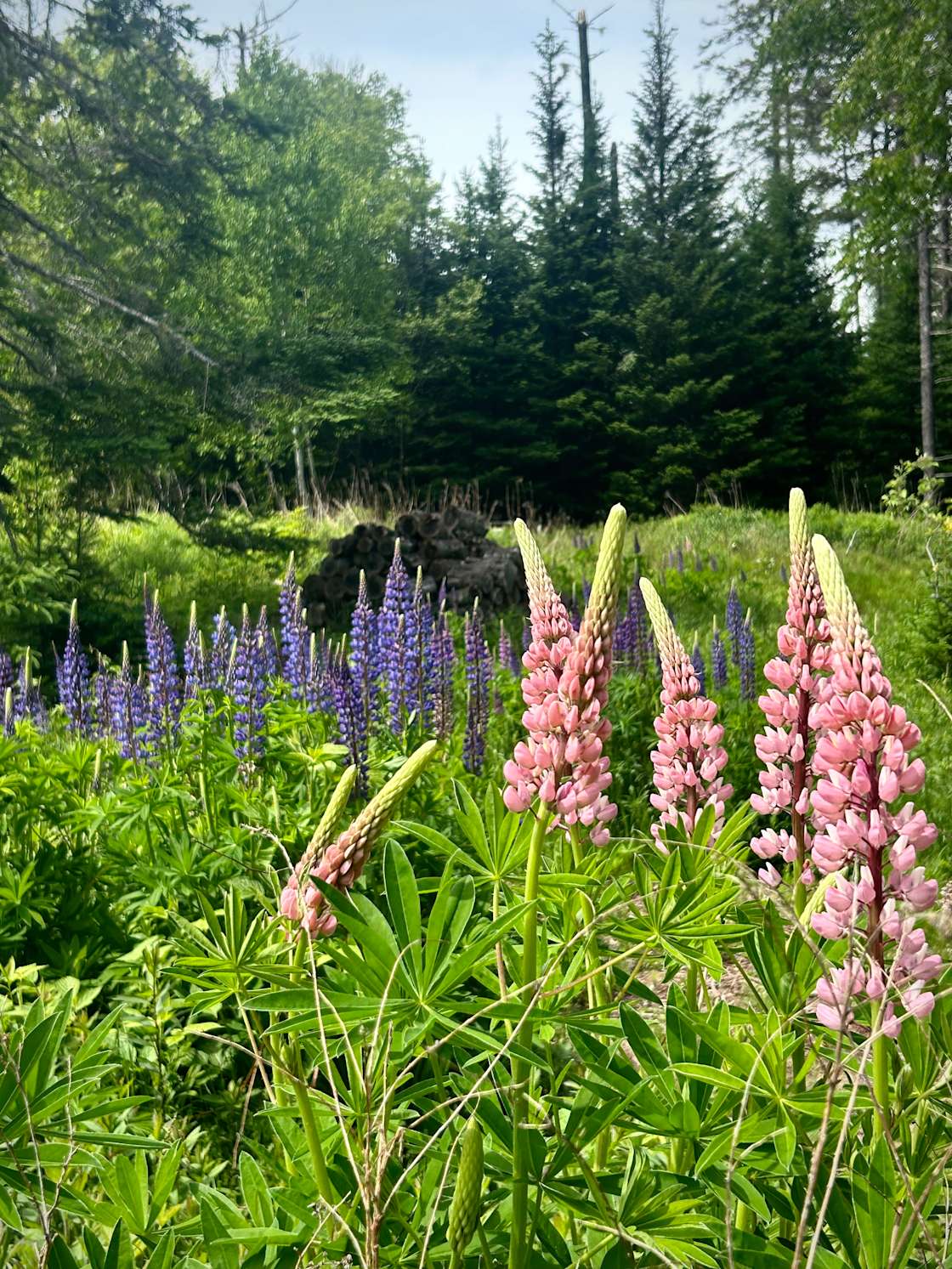 Cape Rosier Camping - Hipcamp in Harborside, Maine